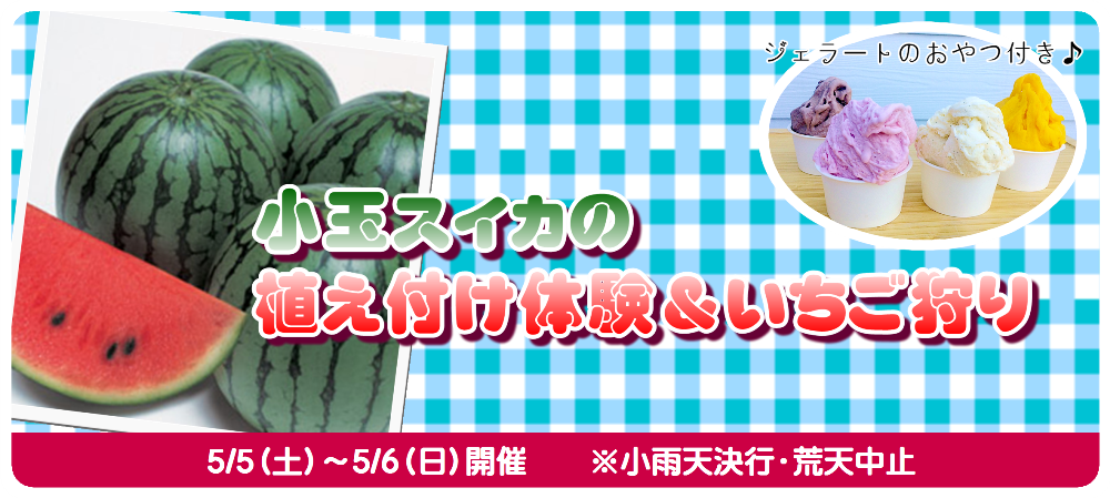 小玉スイカの苗植付け体験 いちご狩り いちごの里 栃木県小山市にあるいちご狩りのできるスローライフリゾート