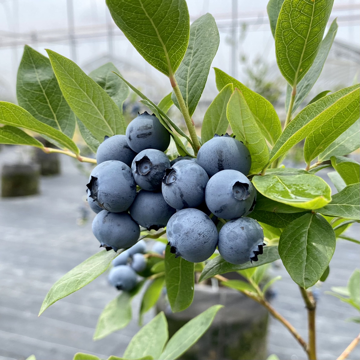 21年度ブルーベリー狩りご予約受付終了のお知らせ いちごの里 栃木県小山市にあるいちご狩りのできるスローライフリゾート